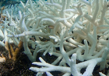 Coral Bleaching