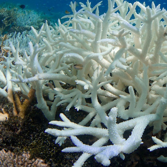 Coral Bleaching