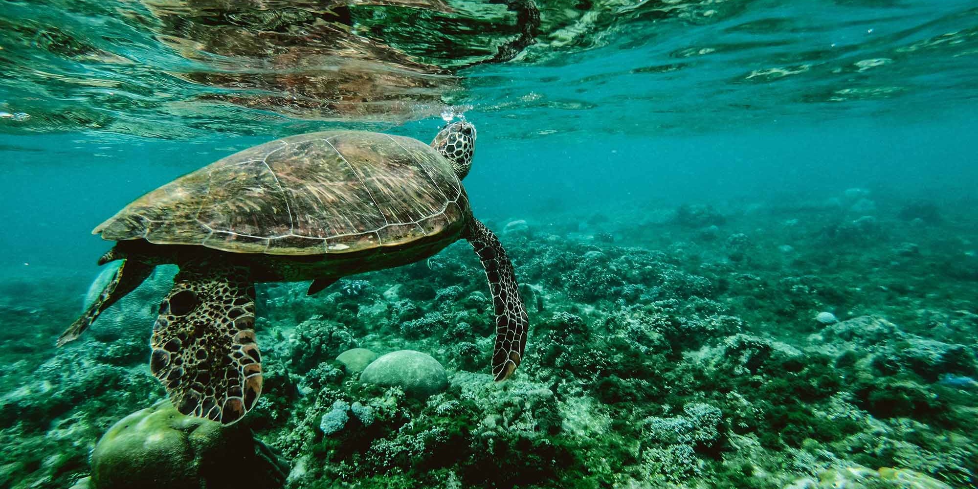 OACM Sustainable ocean solutions & tourism industry