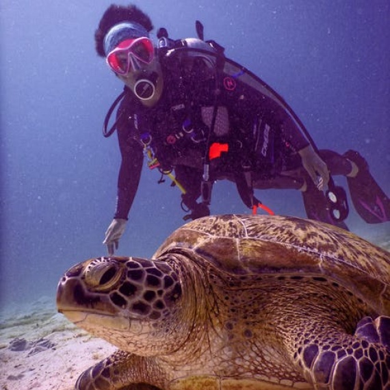 Corporate Sector (Ocean Guardians)